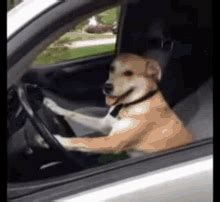 dog driving gif|pet seatbelt gif.